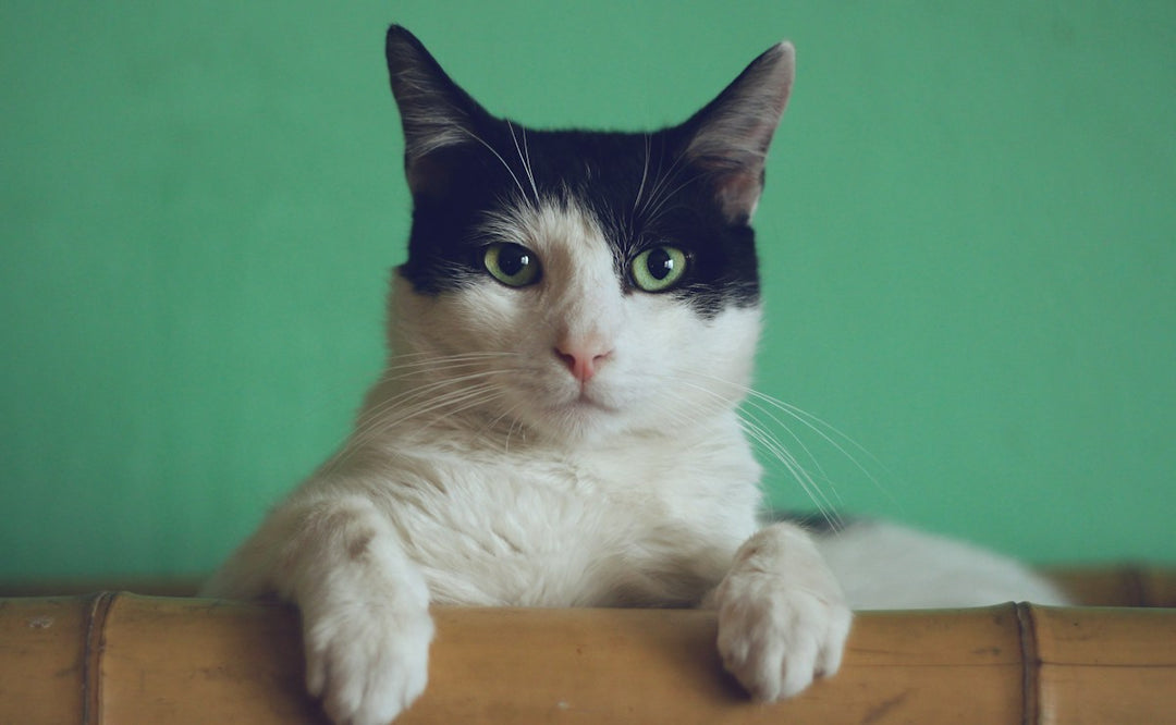 Cute cat sitting comfortably — perfect inspiration for BustedTees pet lover t-shirt holiday gifts